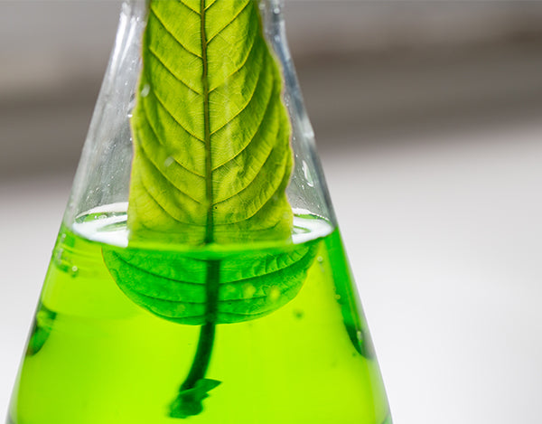 The DNA of Skincare: Caffeine infused Skincare - Franz Skincare USA